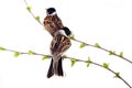 Two Buntings on twig with full-blown leaves