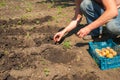 Spring sowing potatoes in the ground. A man plants and digs potatoes close-up and copy space