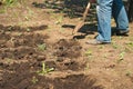 Spring sowing potatoes in the ground. A man plants and digs potatoes close-up and copy space