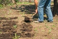 Spring sowing potatoes in the ground. A man plants and digs potatoes close-up and copy space