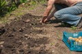 Spring sowing potatoes in the ground. A man plants and digs potatoes close-up and copy space