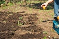 Spring sowing potatoes in the ground. A man plants and digs potatoes close-up and copy space