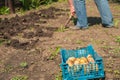 Spring sowing potatoes in the ground. A man plants and digs potatoes close-up and copy space