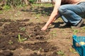 Spring sowing potatoes in the ground. A man plants and digs potatoes close-up and copy space
