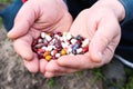 Spring - sowing time: bean seeds in hands, close-up Royalty Free Stock Photo