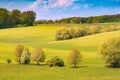 Spring sown field covered with fresh greens Royalty Free Stock Photo