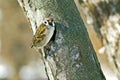 Spring. Sparrow builds a nest in a hollow tree