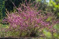 Spring spirit: Branches of Prunus triloba - louiseania with beautiful pink flowers on blurry white background with bokeh Royalty Free Stock Photo