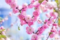 Spring spirit: Branches of Prunus triloba - louiseania with beautiful pink flowers on blurry white background with bokeh Royalty Free Stock Photo