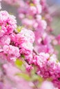 Spring spirit: Branches of Prunus triloba - louiseania with beautiful pink flowers on blurry white background with bokeh Royalty Free Stock Photo