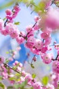 Spring spirit: Branches of Prunus triloba - louiseania with beautiful pink flowers on blurry white background with bokeh Royalty Free Stock Photo