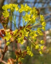 Honeybee and Dogwood \'Kintoki\' (Cornus officinalis) . Royalty Free Stock Photo