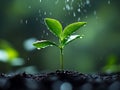 Spring, spring rain, fresh greenery,