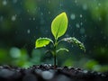 Spring, spring rain,