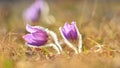 Spring-springtime. Beautiful blossoming flower on a meadow. Pasque flower and sun with a natural colored background. Pulsatilla g