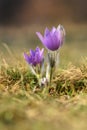 Spring-springtime. Beautiful blossoming flower on a meadow. Pasque flower and sun with a natural background. Pulsatilla grandis