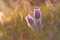 Spring-springtime. Beautiful blossoming flower on a meadow. Pasque flower and sun with a natural background. Pulsatilla grandis