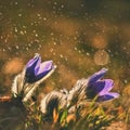 Spring and springtime flower in the rain. Blooming beautiful flowers on a meadow in nature. Pasque flower and sun with a natural Royalty Free Stock Photo