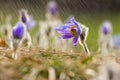 Spring and springtime flower in the rain. Blooming beautiful flowers on a meadow in nature. Royalty Free Stock Photo