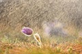 Spring - springtime flower in the rain. Blooming beautiful flowers on a meadow in nature. Pasque flower and sun with a natural co