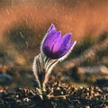 Spring and springtime flower in the rain. Blooming beautiful flowers on a meadow in nature. Pasque flower and sun with a natural Royalty Free Stock Photo