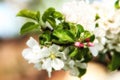 spring. springtime. springtide. prime Royalty Free Stock Photo