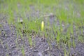 Spring sprout of grass