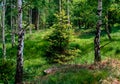 Spring spruce in the birch forest Royalty Free Stock Photo