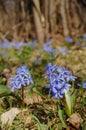 Spring squill flowers Royalty Free Stock Photo