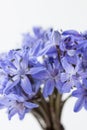 Spring Squill (Scilla bifolia)