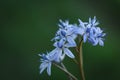 Spring Squill (Scilla bifolia)