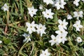 Spring star flower