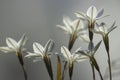 Spring Starflower Group on Background