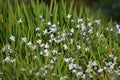 Spring starflower Ipheion uniflorum