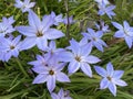 Spring starflower Ipheion uniflorum, Springstar, der EinblÃÂ¼tige FrÃÂ¼hlingsstern or IphÃÂ©ion uniflore, Conservatory and Botanical Royalty Free Stock Photo