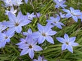 Spring starflower Ipheion uniflorum, Springstar, der EinblÃÂ¼tige FrÃÂ¼hlingsstern or IphÃÂ©ion uniflore, Conservatory and Botanical Royalty Free Stock Photo