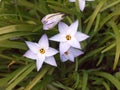 Spring starflower Ipheion uniflorum 'Wisley Blue ' close up