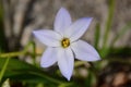 Spring Starflower