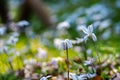 Spring starflower or springstar Ipheion uniflorum blooming in