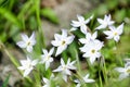 Spring starflower