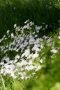 Spring starflower