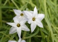 Spring Starflower