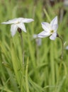 Spring Starflower