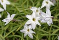 Spring Starflower