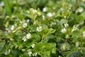 In the spring, Stellaria media grows in nature Royalty Free Stock Photo
