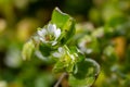 In the spring, Stellaria media grows in the wild. A herbaceous plant that often grows in gardens as a weed. Small white flowers on Royalty Free Stock Photo