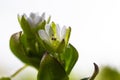 In the spring, Stellaria media grows in the wild. A herbaceous plant that often grows in gardens as a weed. Small white flowers on Royalty Free Stock Photo