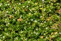 In the spring, Stellaria media grows in the wild. A herbaceous plant that often grows in gardens as a weed. Small white flowers on Royalty Free Stock Photo