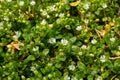 In the spring, Stellaria media grows in the wild. A herbaceous plant that often grows in gardens as a weed. Small white flowers on Royalty Free Stock Photo