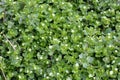 In the spring, Stellaria media grows in nature Royalty Free Stock Photo